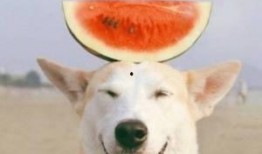 狗狗最新爆料文案搞笑版,宠物界的“八卦风云”